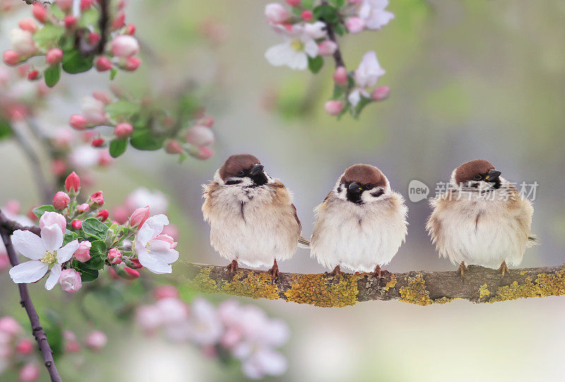 三只胖乎乎的麻雀坐在阳光明媚的春天花园里一棵开着粉红色花的苹果树枝上