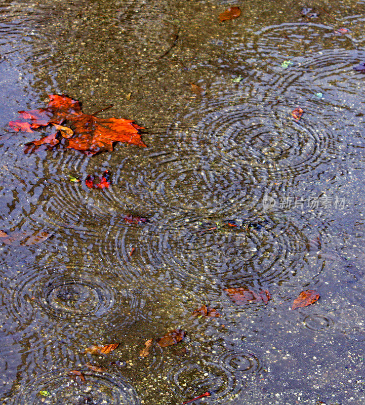 秋叶，雨滴和水坑