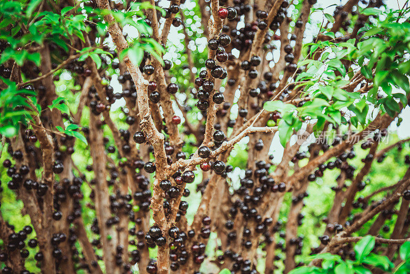 Jabuticaba