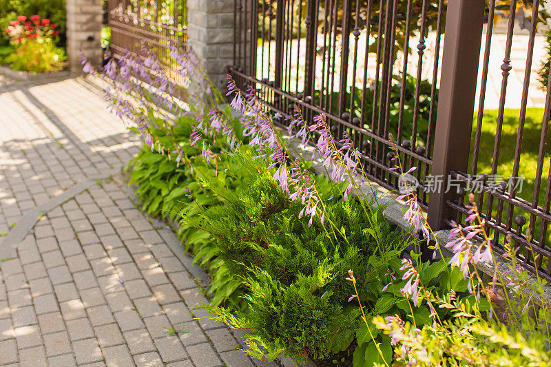 花圃。栅栏。后院。城市街道装饰。夏花