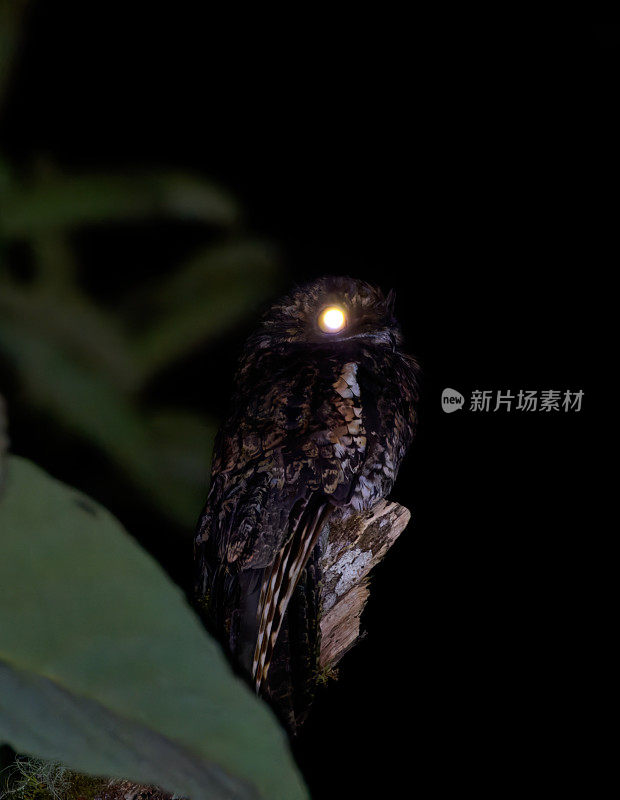 伟大的Potoo