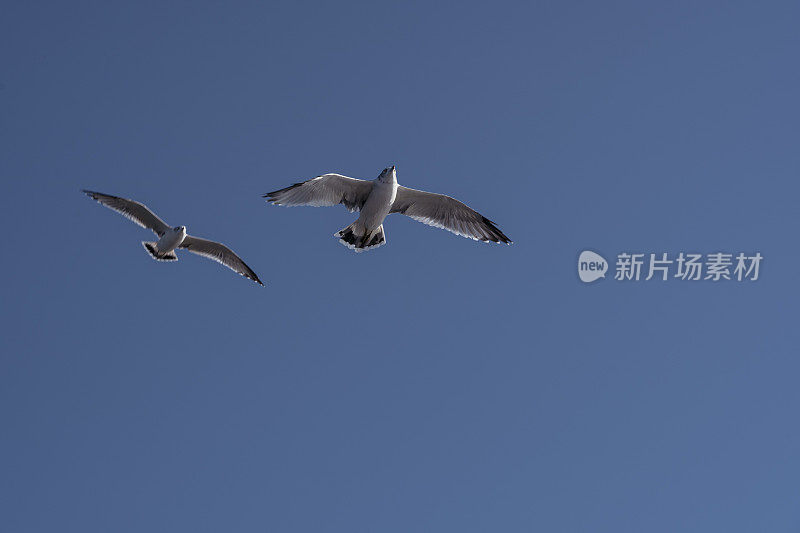 海鸥，中国山东烟台长岛岛海滨城市