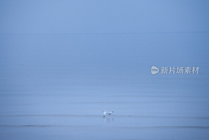 一个雾蒙蒙的下午，在拉脱维亚加希姆斯的波罗的海，一只黑头海鸥在它的冬季羽毛上有选择性的模糊。