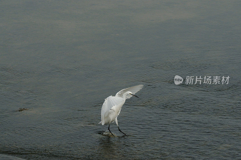 鸟类在山东省的一个湿地公园里进食