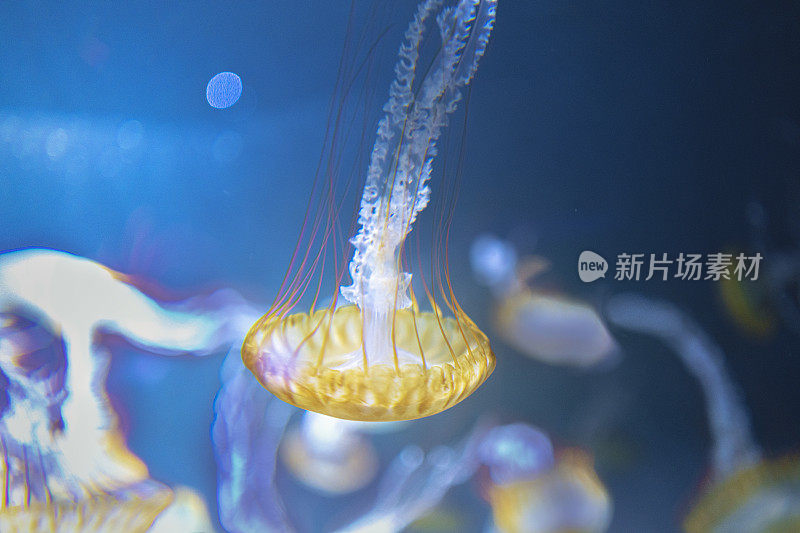 空灵的舞蹈:乙之岛水族馆的水母