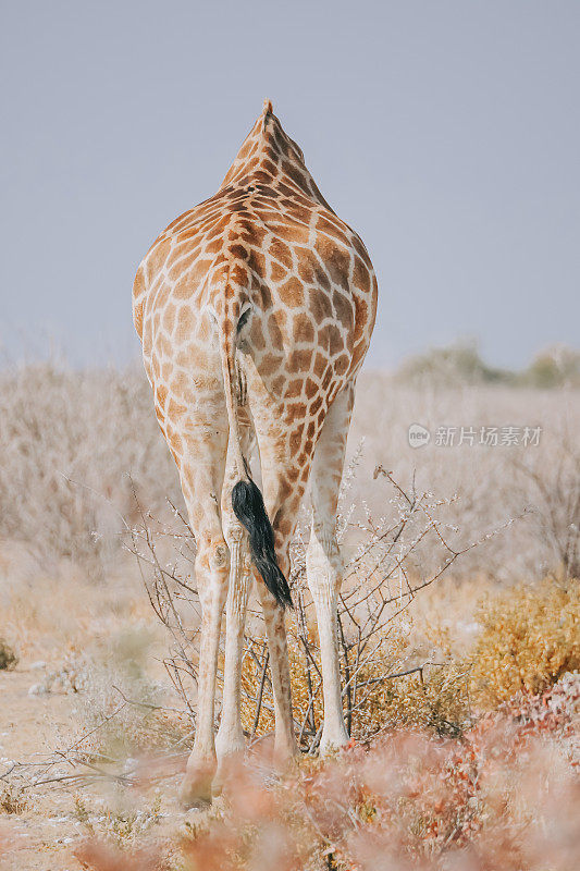 纳米比亚自然公园，一只长颈鹿弯腰吃草