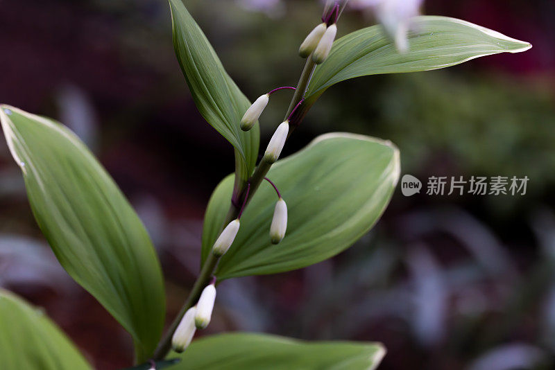 所罗门印草的叶子和花