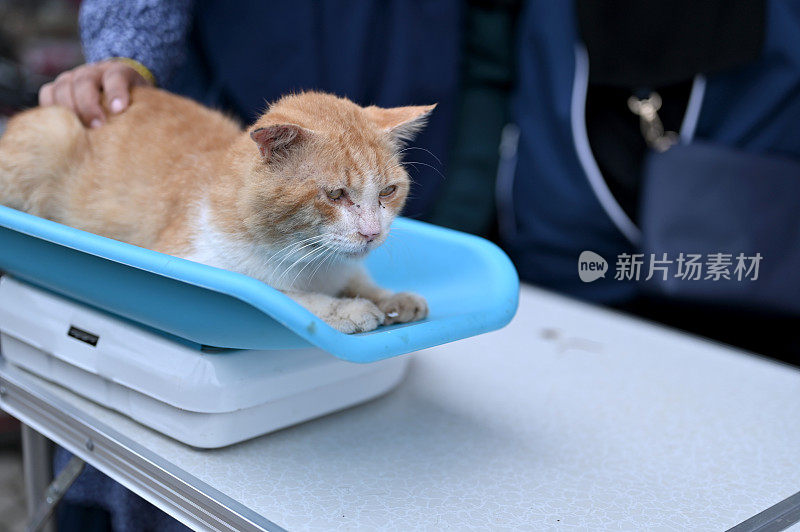 处理市场上发现的流浪猫