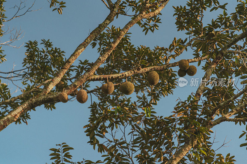 水果之王——挂在树上的榴莲