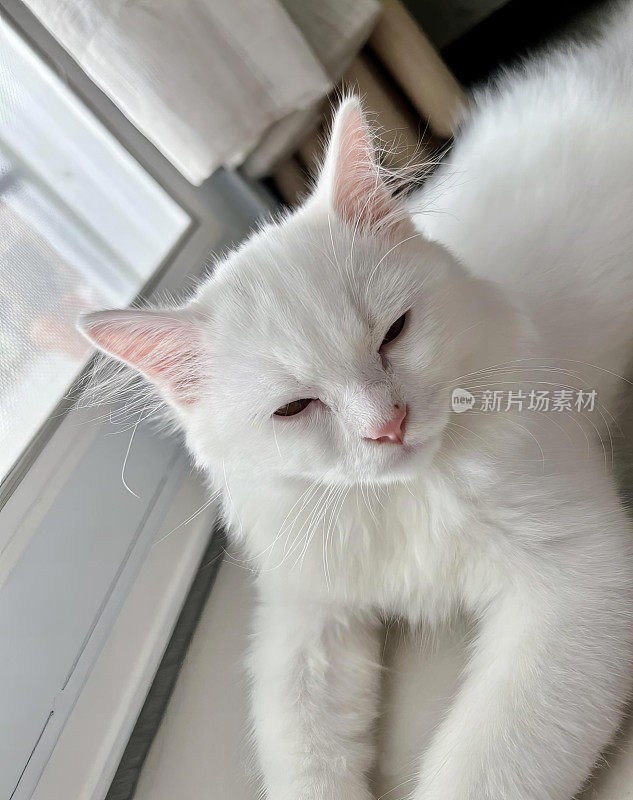 一只白猫躺在窗台上，一只埃及猫躺在窗台上，闭着眼睛望着窗外。