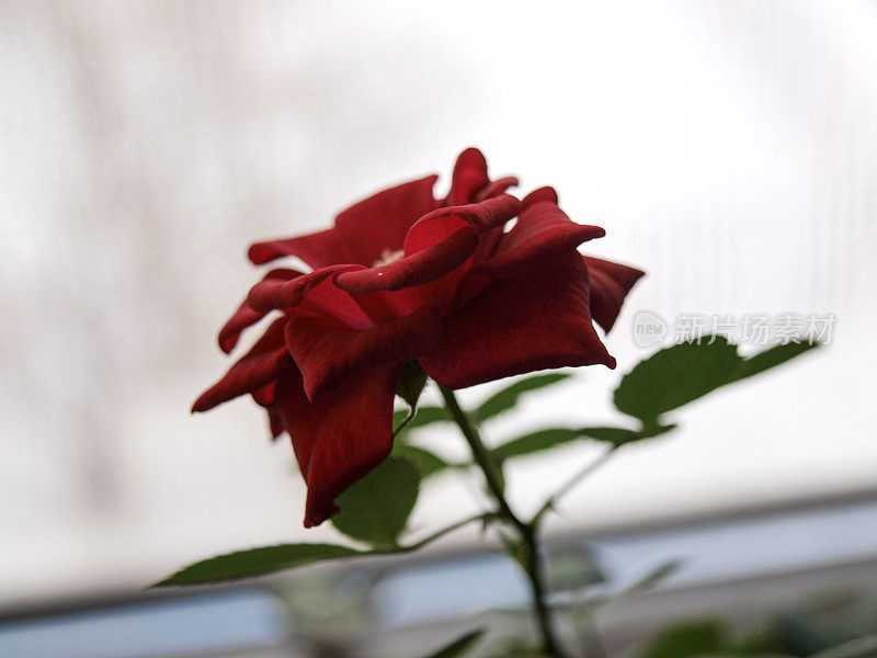 抒情玫瑰，精致的裸色风格