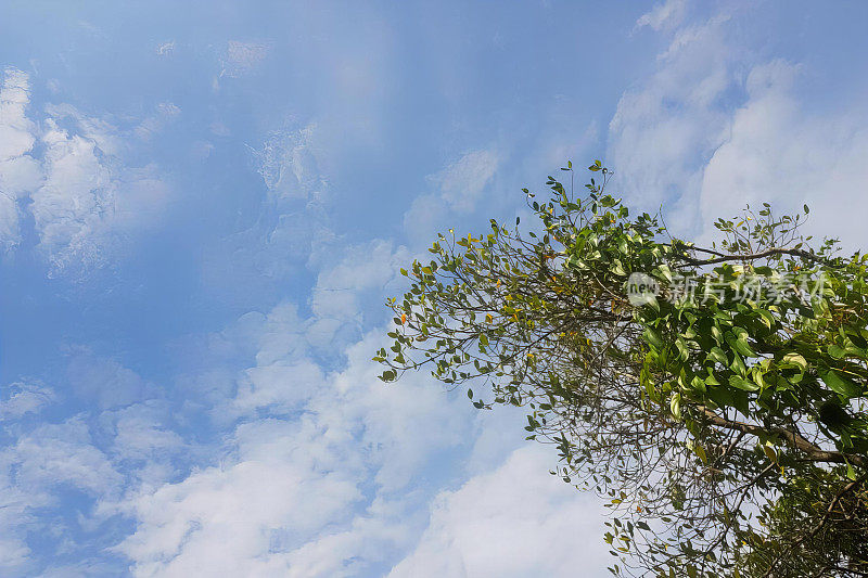 一架飞机飞过蓝天白云、油菜树绿叶、蓝天白云的照片。