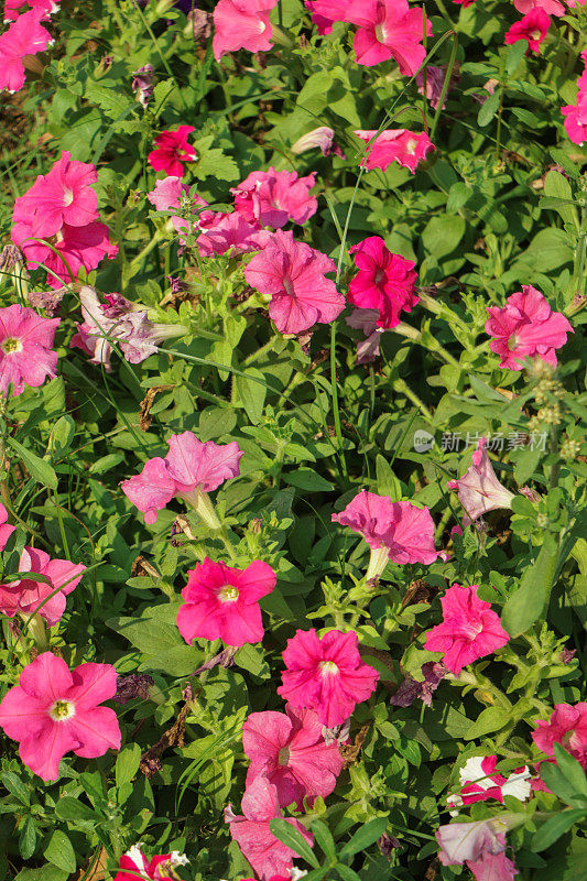一张自然照片是一朵美丽的矮牵牛花。种植矮牵牛花与盛开的粉红色花瓣。粉色牵牛花，花蕾开放