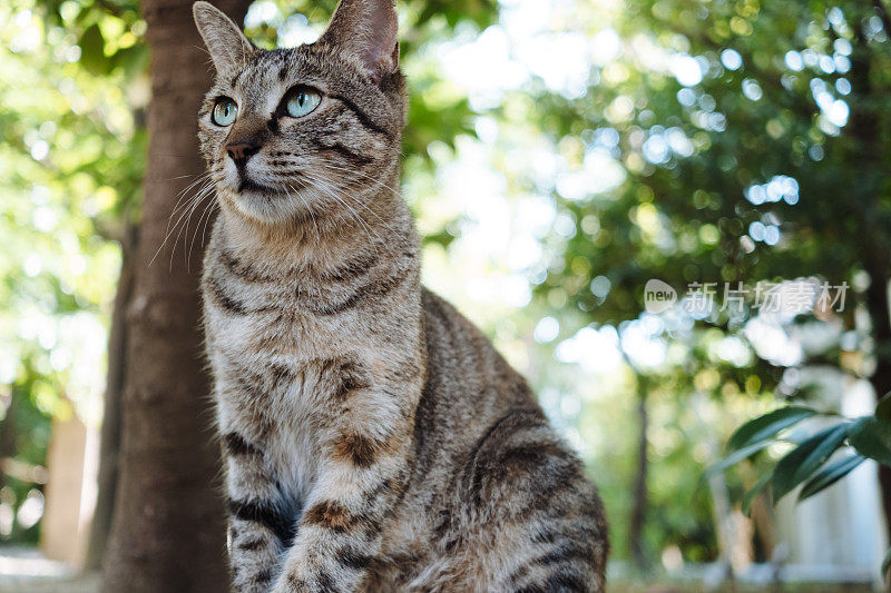 森林里可爱的虎斑猫