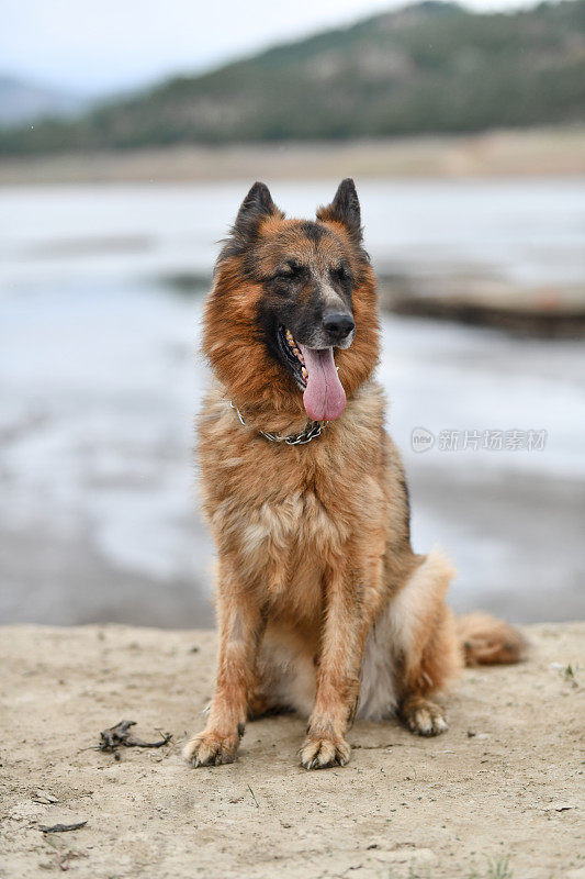 优雅的德国牧羊犬享受户外氛围