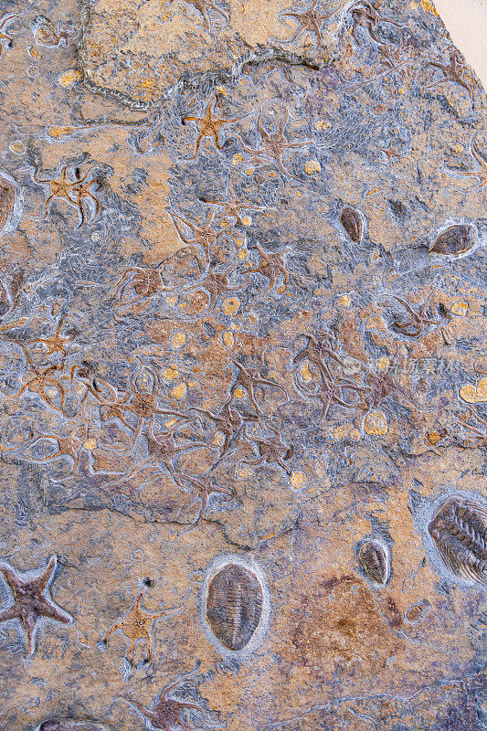 有许多海洋化石的石板