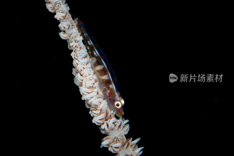拉贾安帕的海鞭虾虎鱼和线珊瑚