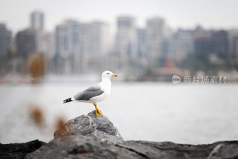 海鸥站在岩石上。