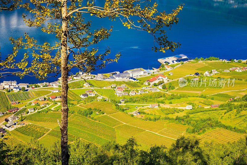 挪威Hardanger峡湾的苹果园