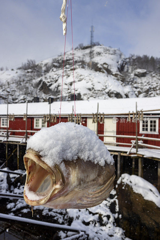 挪威罗弗敦群岛上悬挂着晾干的鳕鱼头