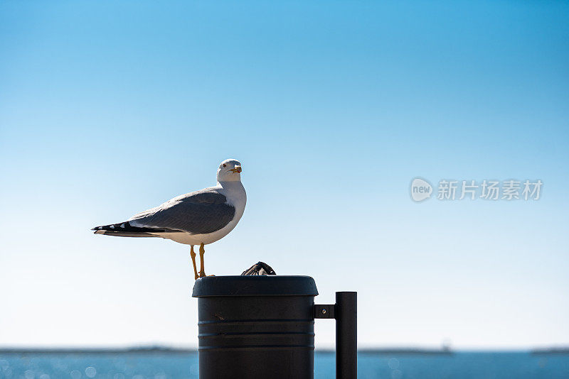 海鸥站在海滩垃圾桶上