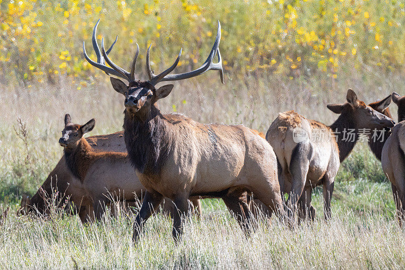 在美国蒙大拿州北部的查尔斯·m·拉塞尔野生动物保护区，巨大的公麋鹿和他的一部分牛麋鹿