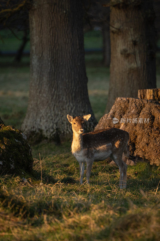 在美丽的冬日阳光下，雏鹿站在都柏林凤凰公园