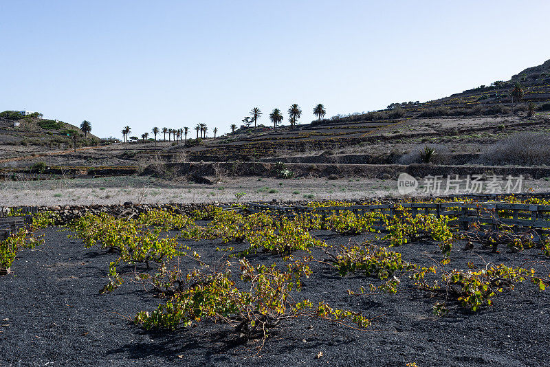 葡萄酒生长在火山加那利岛兰萨罗特岛