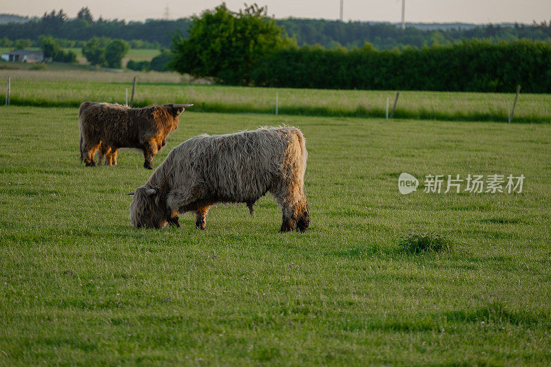 高地品种。大角牛啃草。农业和奶牛养殖。毛茸茸的高原牛在绿色的草地上吃草。夕阳下，牧场上的红牛和小牛沐浴在阳光下