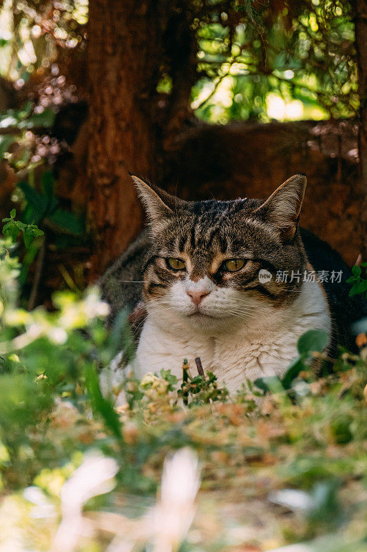 一只美丽的虎斑猫在花园里的草地上休息的特写