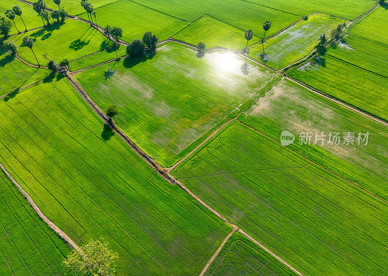 泰国绿树成荫的稻田鸟瞰图。以上是农田的视图。水稻。绿色稻田的自然格局。自然之美。可持续农业。碳中立。