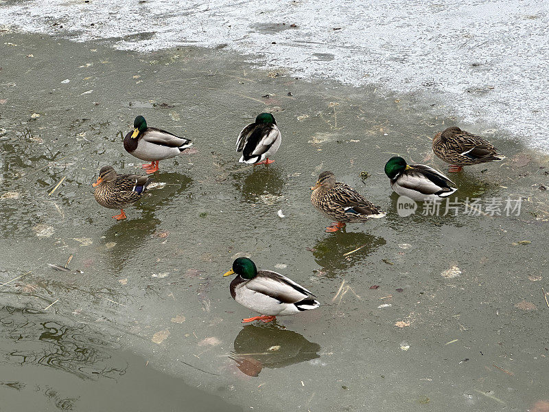 冬天，野鸭在湖上的冰面上