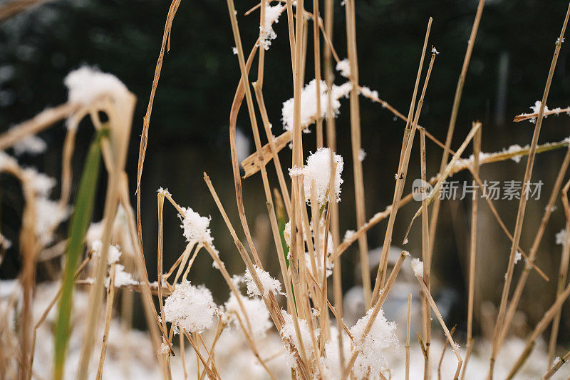 冬天的花园里，死草被一层薄薄的雪覆盖着。