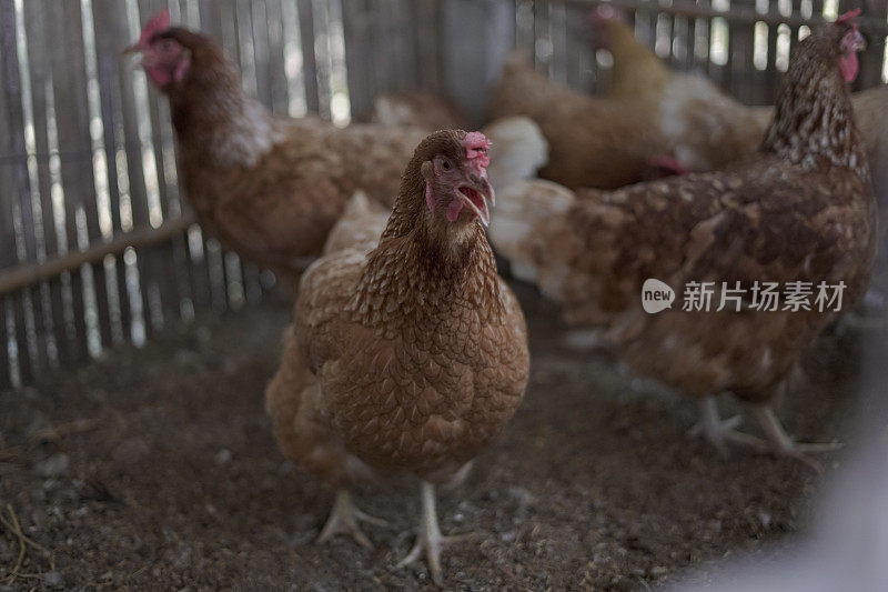 有很多鸡的养鸡场