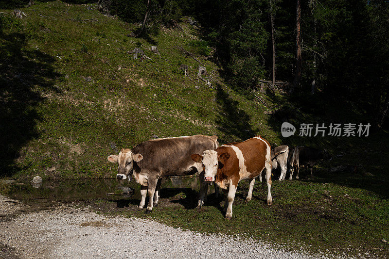 意大利白云石山脉的夏季景观:奶牛和牛群