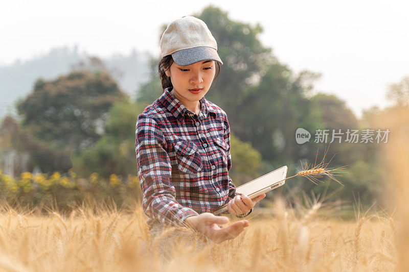 年轻的女农民使用技术来帮助她的农业，用她的电脑平板电脑跟踪她的大麦作物的数据