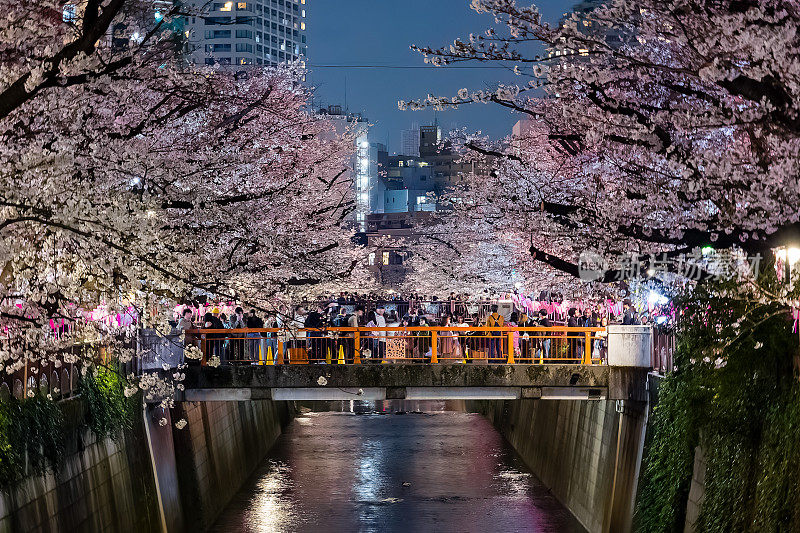 一大群人沿着东京的目黑河庆祝花见