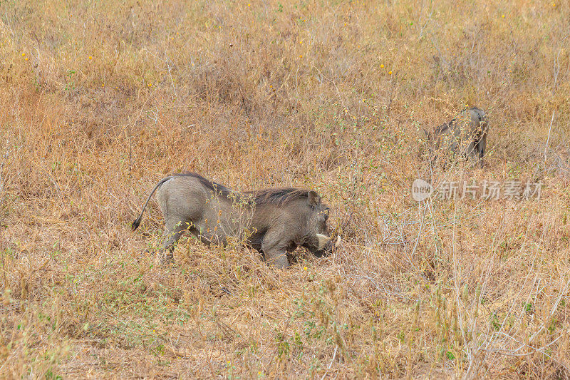 坦桑尼亚塔兰吉雷国家公园稀树草原上的普通疣猪