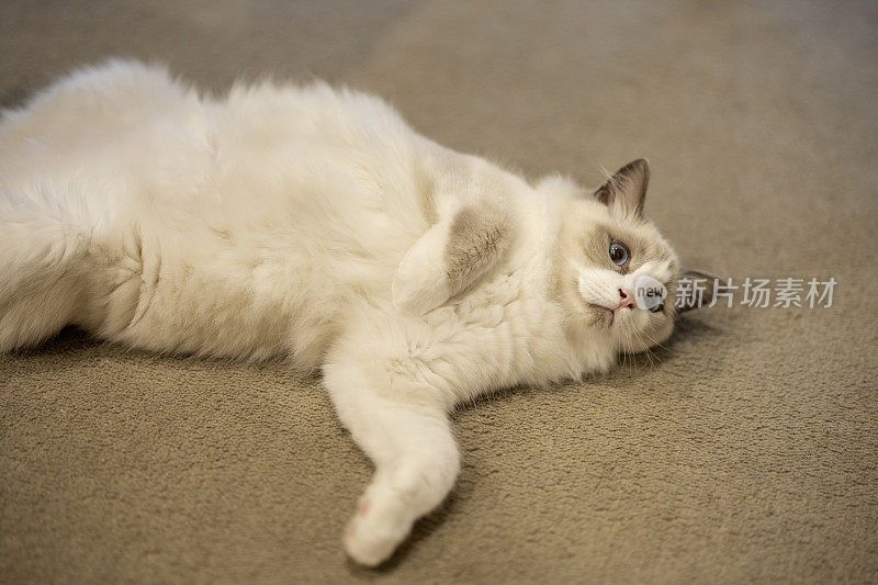 国内的布娃娃小猫躺在地毯上，露出肚子，看着镜头
