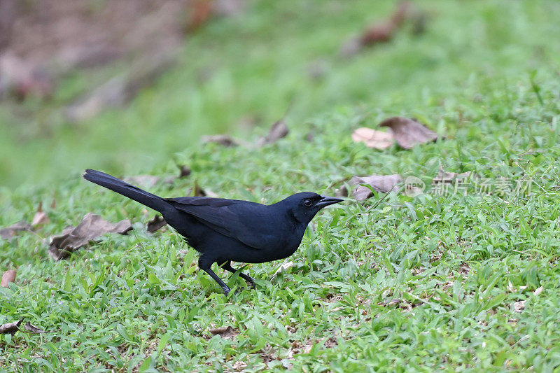哥斯达黎加的鸟类:悦耳的黑鸟(潜水潜水)
