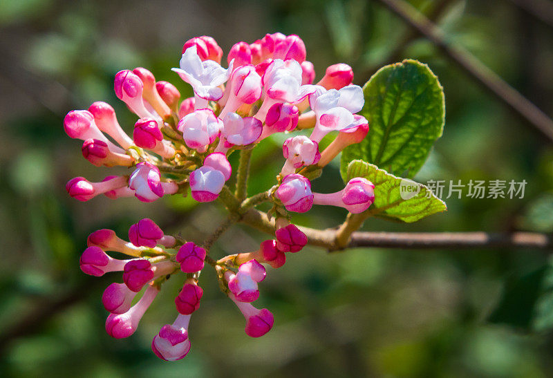 香料花