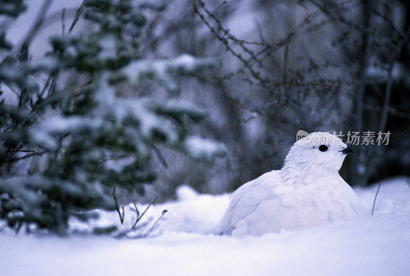 雪中的柳雷鸟，AK