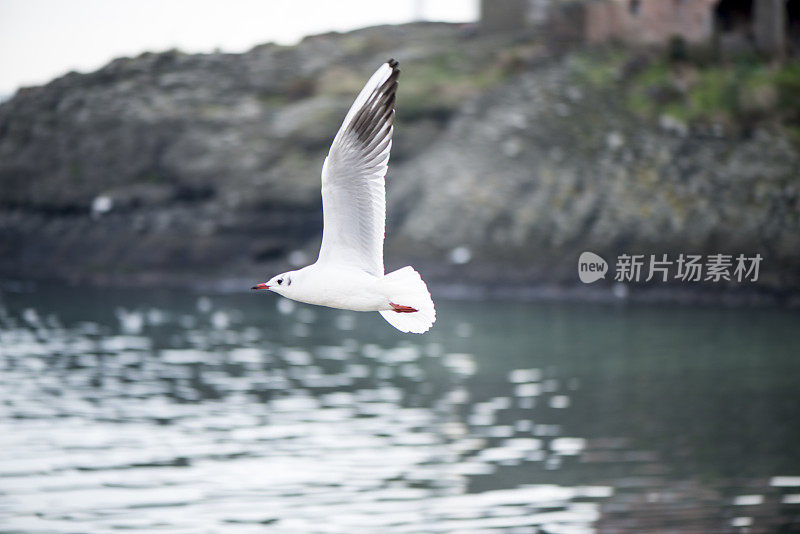 海鸥在海面上飞翔