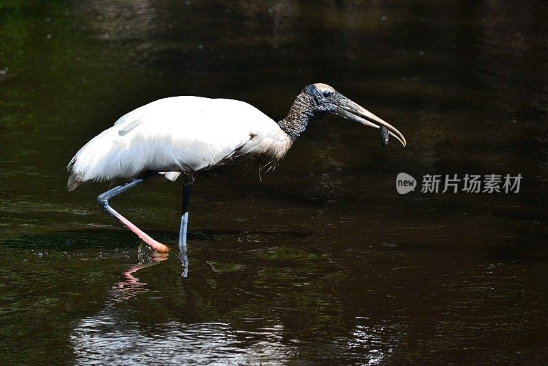 木鹳和鱼