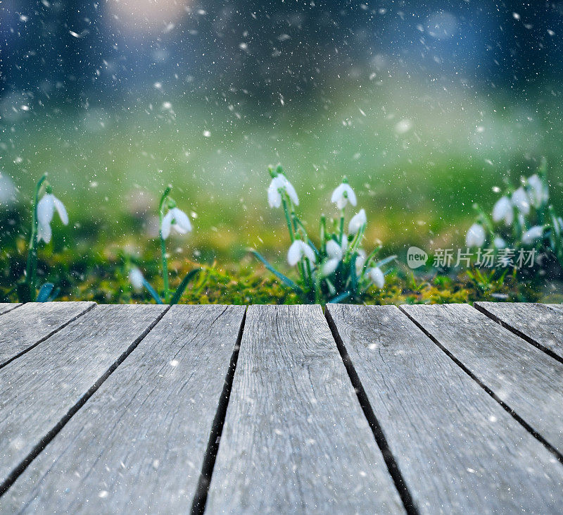 雪花莲的降雪量