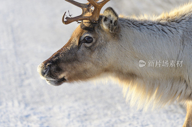 冬天，挪威北部的驯鹿在雪地里吃草