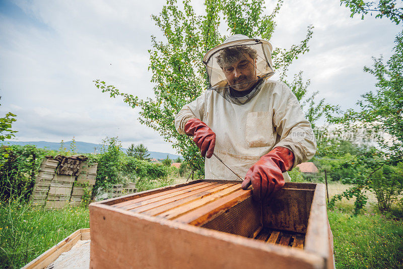 养蜂人从蜂箱里收集蜂蜜