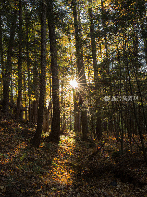 阿迪朗达克山脉，纽约，太阳透过树，森林在秋天