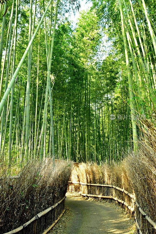 京都佐野的竹林