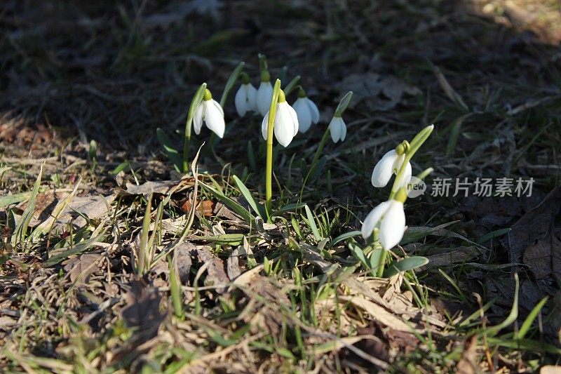 第一朵雪花莲花在二月底